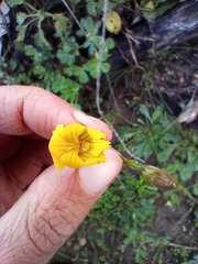 Goodenia pinnatifida