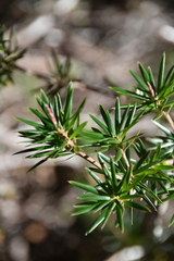 Cyathodes glauca