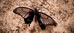 Papilio memnon