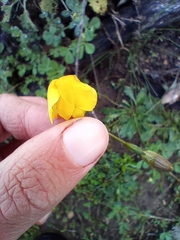 Goodenia pinnatifida