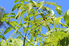 Gleicheniaceae