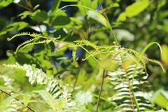 Gleicheniaceae