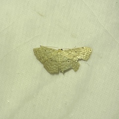 Scopula apparitaria