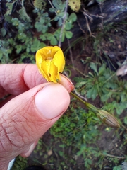 Goodenia pinnatifida