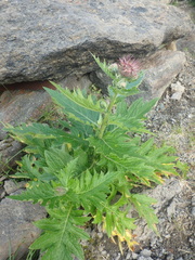 Cirsium kamtschaticum