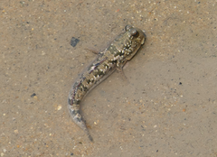 Periophthalmus argentilineatus