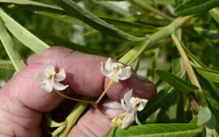 Gomphocarpus