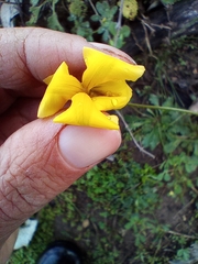 Goodenia pinnatifida
