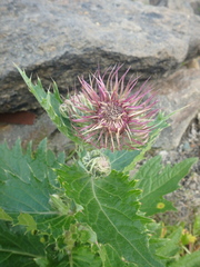 Cirsium kamtschaticum