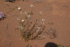 Scrophulariaceae
