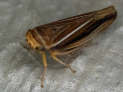 Idiodonus kennicotti