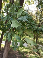Quercus
