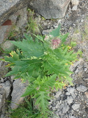 Cirsium kamtschaticum
