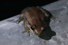 Litoria rubella