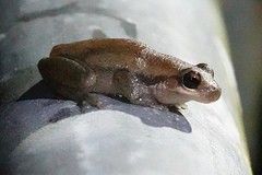Litoria rubella