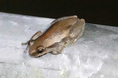 Litoria rubella