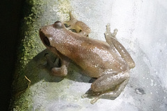 Litoria rubella