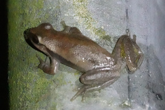 Litoria rubella