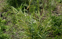 Gomphocarpus