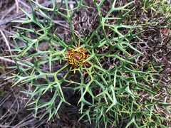 Isopogon ceratophyllus