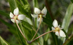 Gomphocarpus