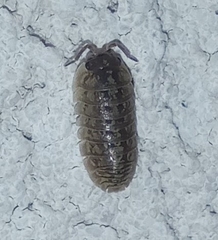 Armadillidium versicolor