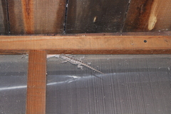 Sceloporus grammicus