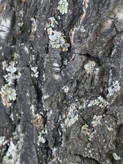 Flavopunctelia soredica