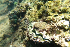 Tridacna maxima