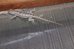 Sceloporus grammicus