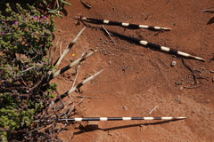 Hystrix africaeaustralis