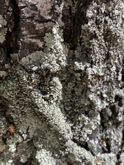 Flavopunctelia soredica