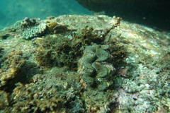 Tridacna noae