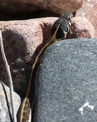 Thamnophis cyrtopsis
