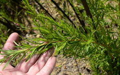 Cliffortia strobilifera