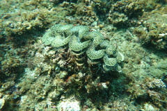 Tridacna noae
