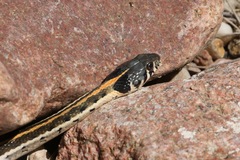 Thamnophis cyrtopsis