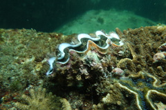 Tridacna noae