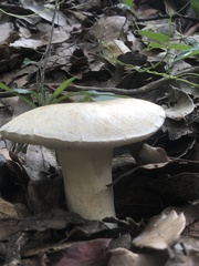 Boletus barrowsii