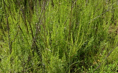 Cliffortia strobilifera