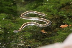 Thamnophis cyrtopsis