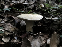 Boletus barrowsii