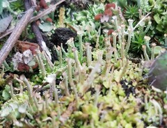 Cladonia gracilis