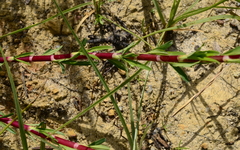 Cliffortia strobilifera