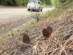 Morchella tridentina