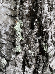 Flavopunctelia soredica