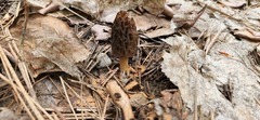 Morchella tridentina