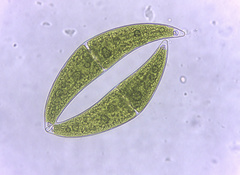 Closterium moniliferum