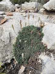 Petrophytum caespitosum