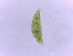 Closterium moniliferum
